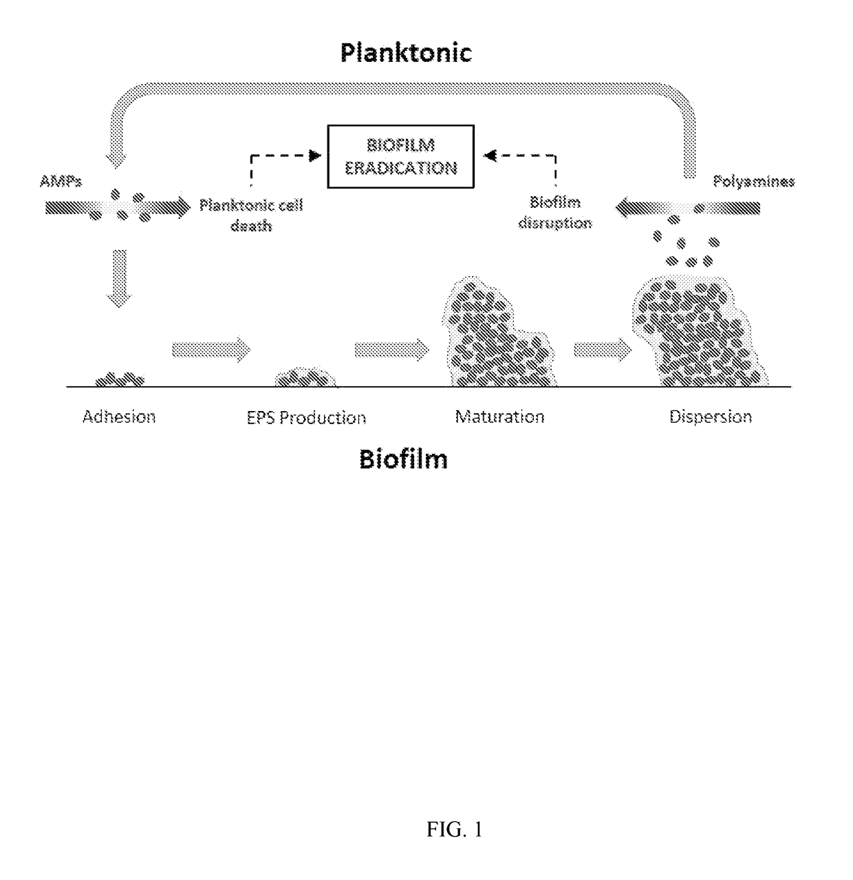 Polycationic amphiphiles as antimicrobial agents