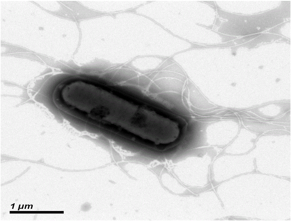 Bacillus amyloliquefaciens and application thereof