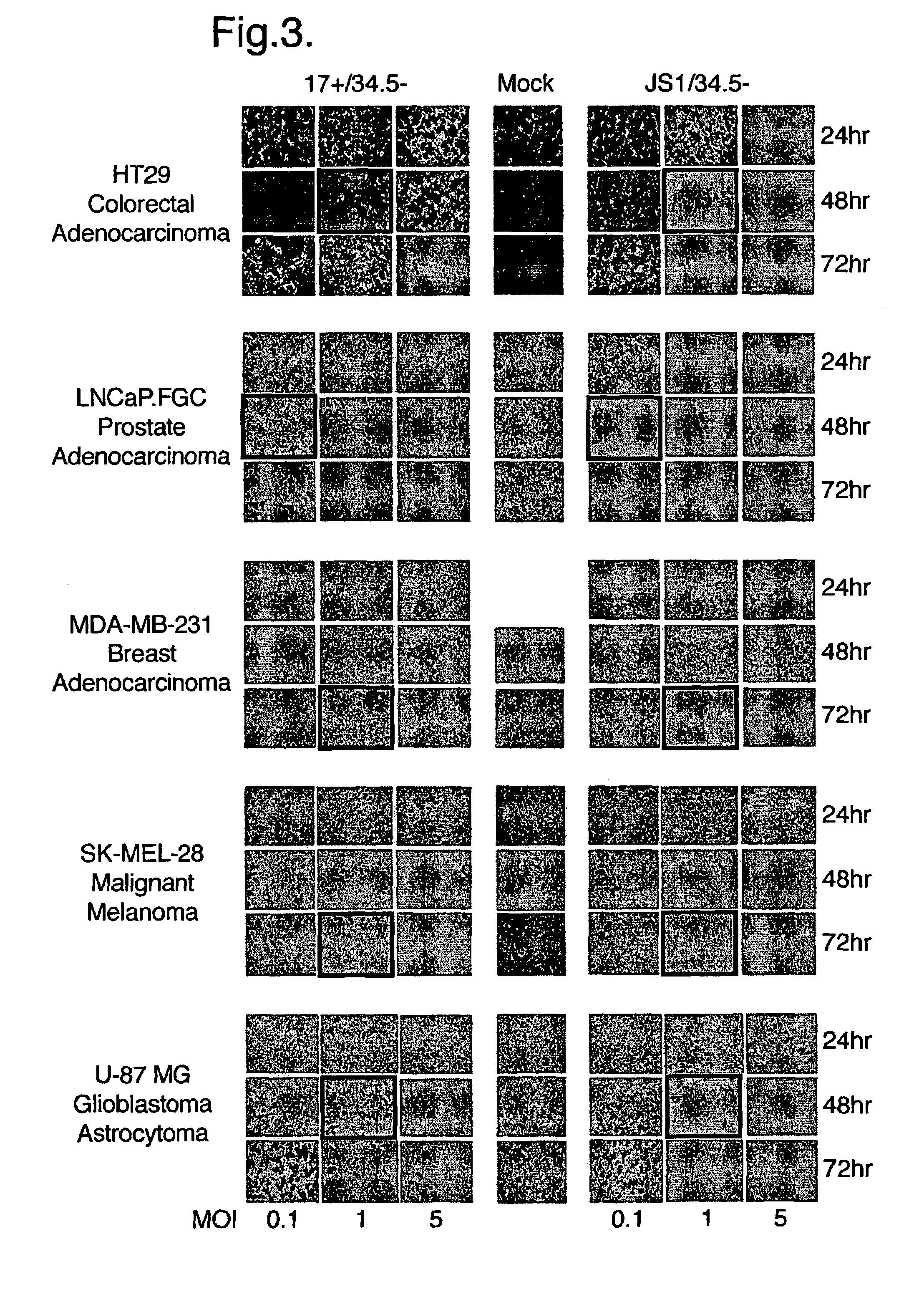 Virus strains