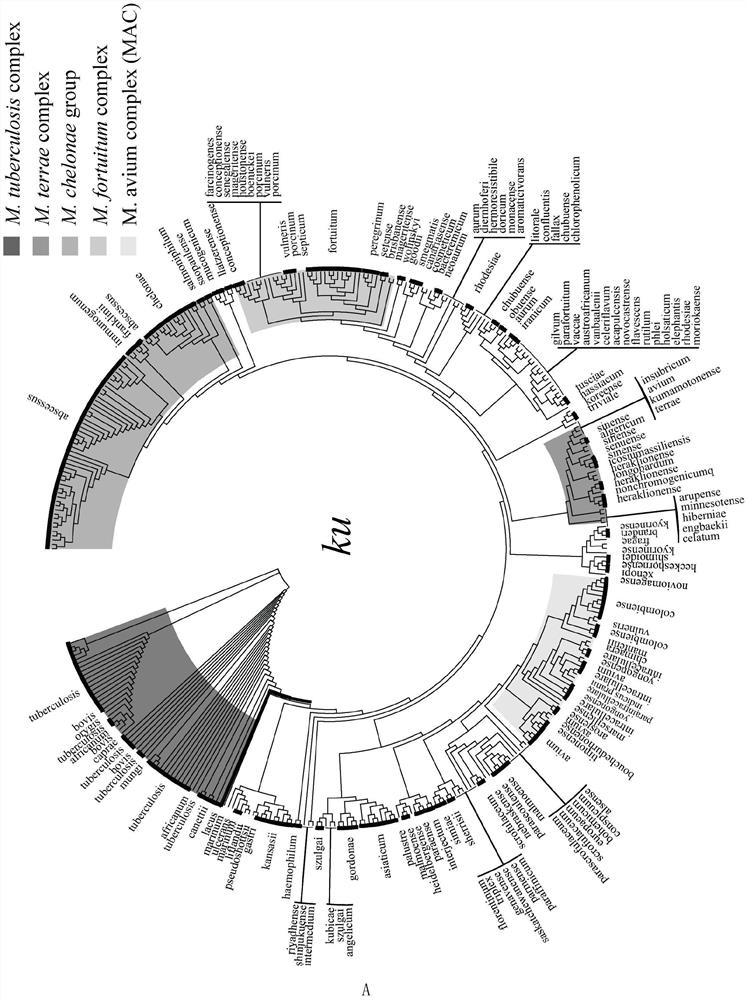 Applications of mycobacterial ku protein