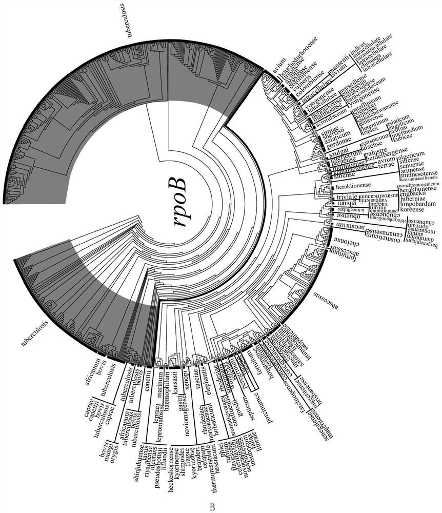 Applications of mycobacterial ku protein