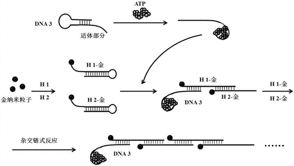 Method and probe for detecting miRNA (Ribonucleic Acid) and/or target molecule with aptamer