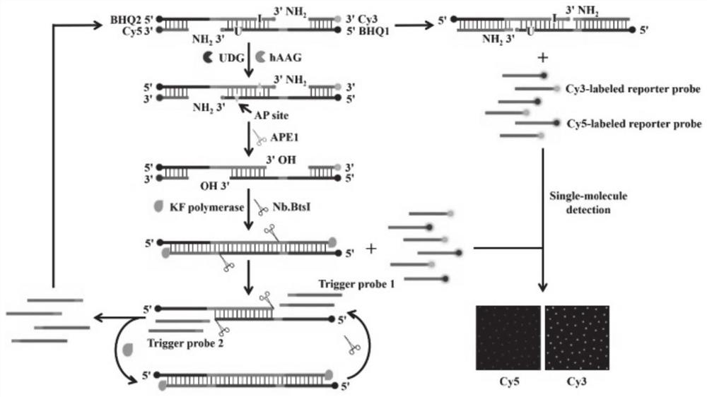 Fluorescence chemical sensor for simultaneously detecting multiple DNA glycosylase and detection method and application thereof