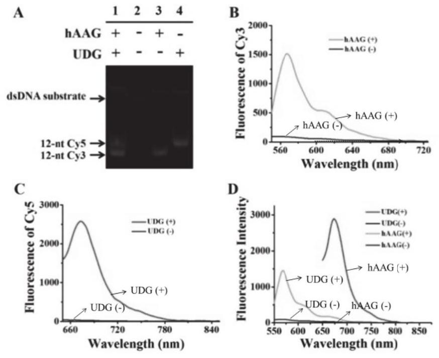 Fluorescence chemical sensor for simultaneously detecting multiple DNA glycosylase and detection method and application thereof