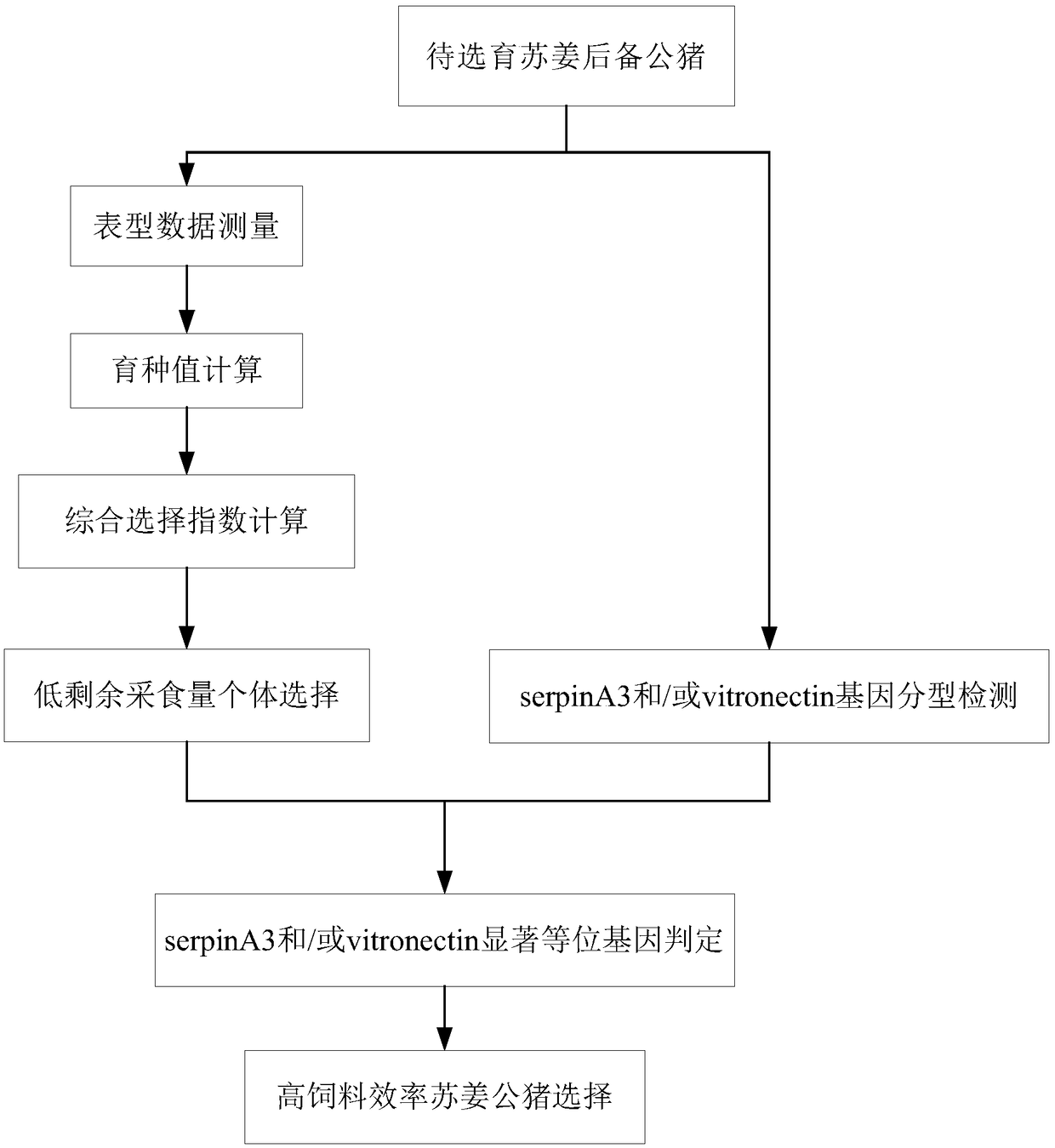 Application and breeding method of serpinA3 and vitronectin gene in breeding of Sujiang boar