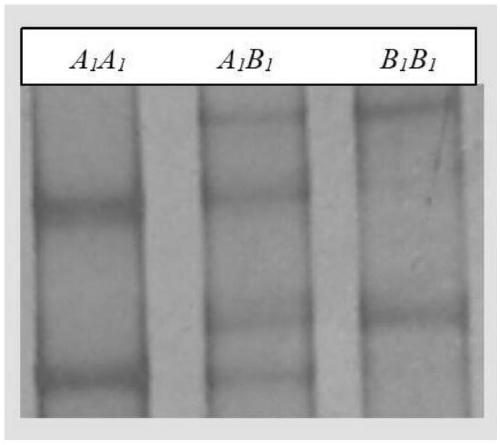 Application and breeding method of serpinA3 and vitronectin gene in breeding of Sujiang boar
