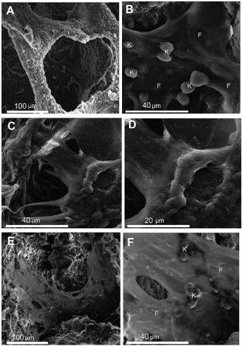 Method for constructing skin tissue