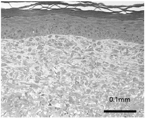 Method for constructing skin tissue