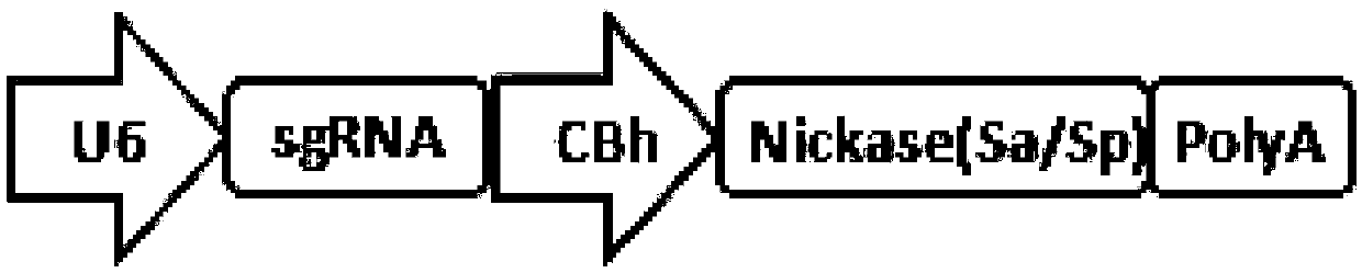 GRNA and gene editing system for repairing HBB1 gene site mutation, expression vector and gene editing kit