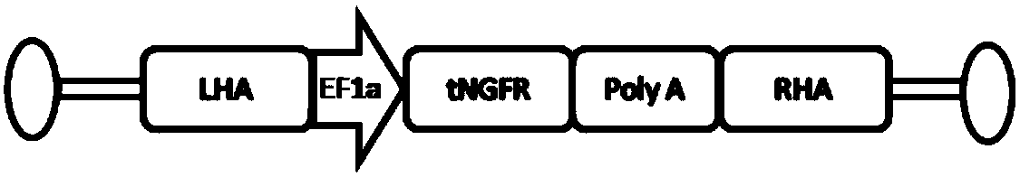 GRNA and gene editing system for repairing HBB1 gene site mutation, expression vector and gene editing kit