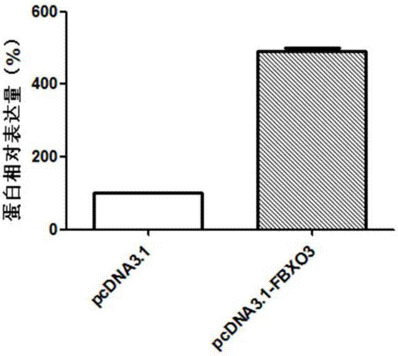 Diagnosis and treatment tool for metastasis of gastric adenocarcinoma