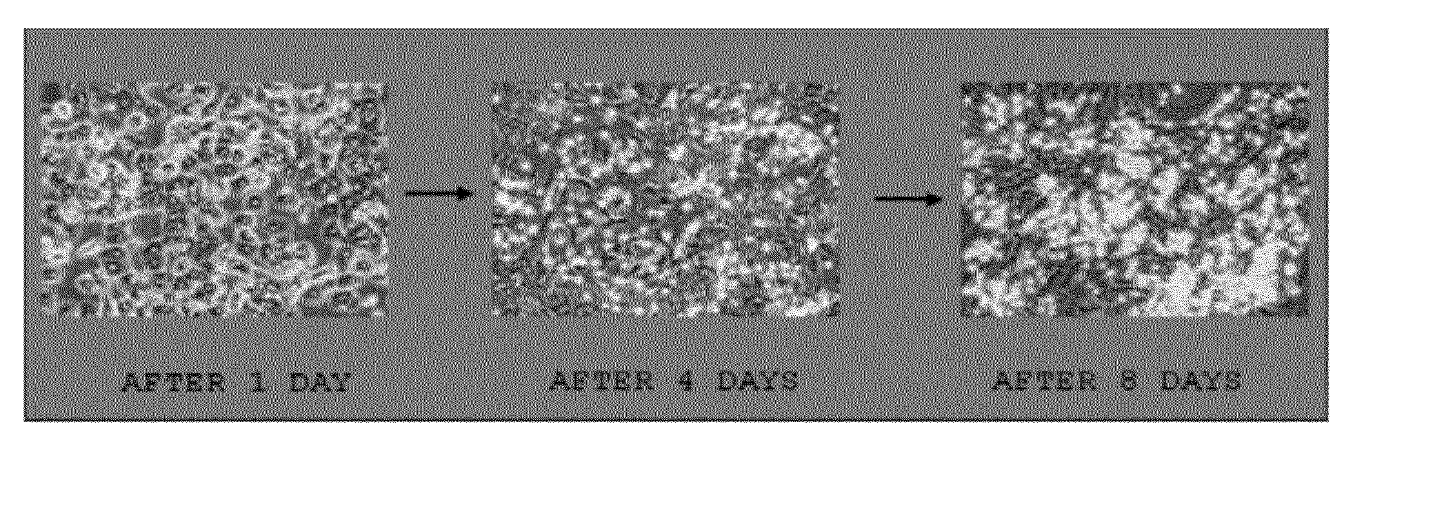 Efficient proliferation method for a kupffer cell and use thereof