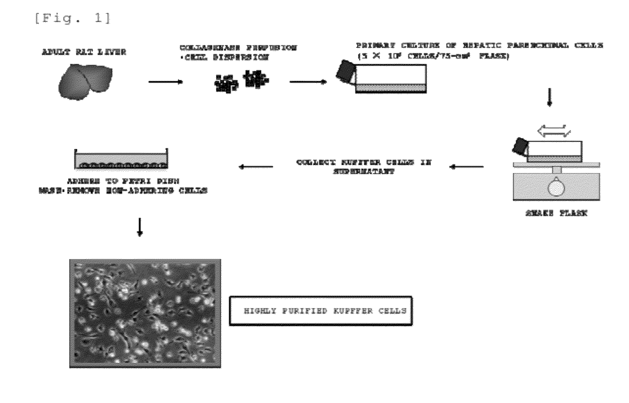 Efficient proliferation method for a kupffer cell and use thereof