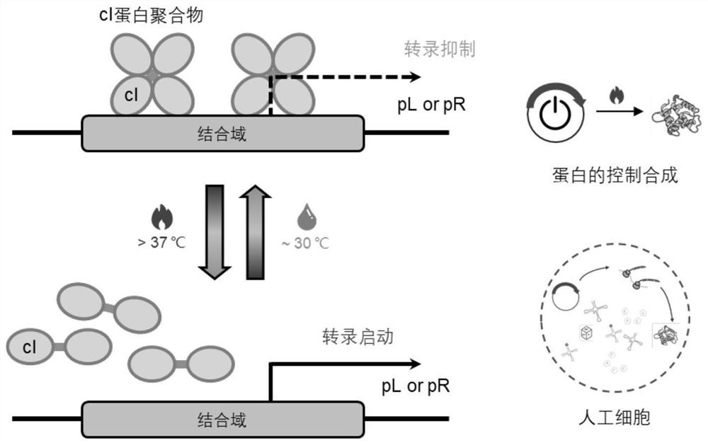 Construction method of temperature-controlled cell-free reaction system, plasmid used by method and application of plasmid