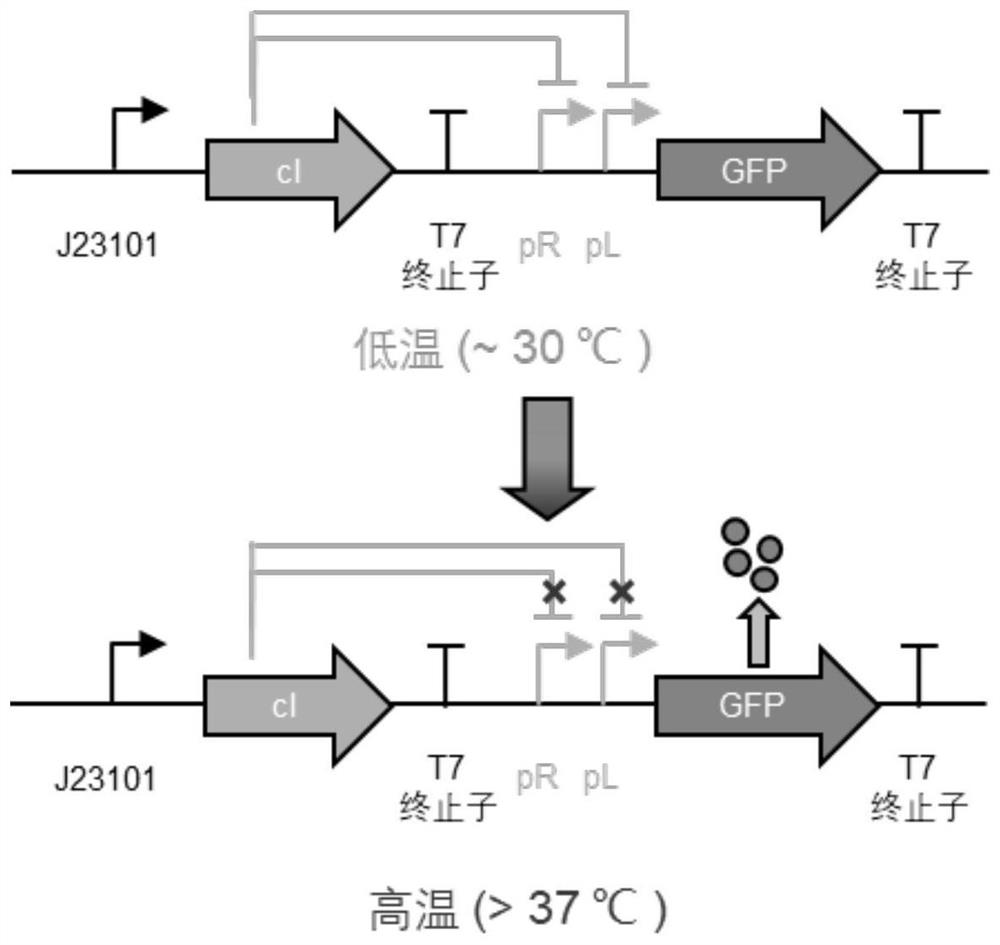 Construction method of temperature-controlled cell-free reaction system, plasmid used by method and application of plasmid