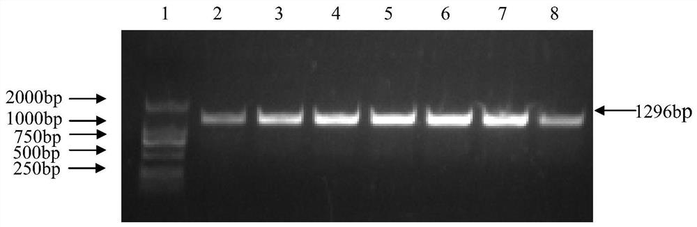 Application of PpyABF3 gene in regulating and controlling salt stress resistance of pear tree