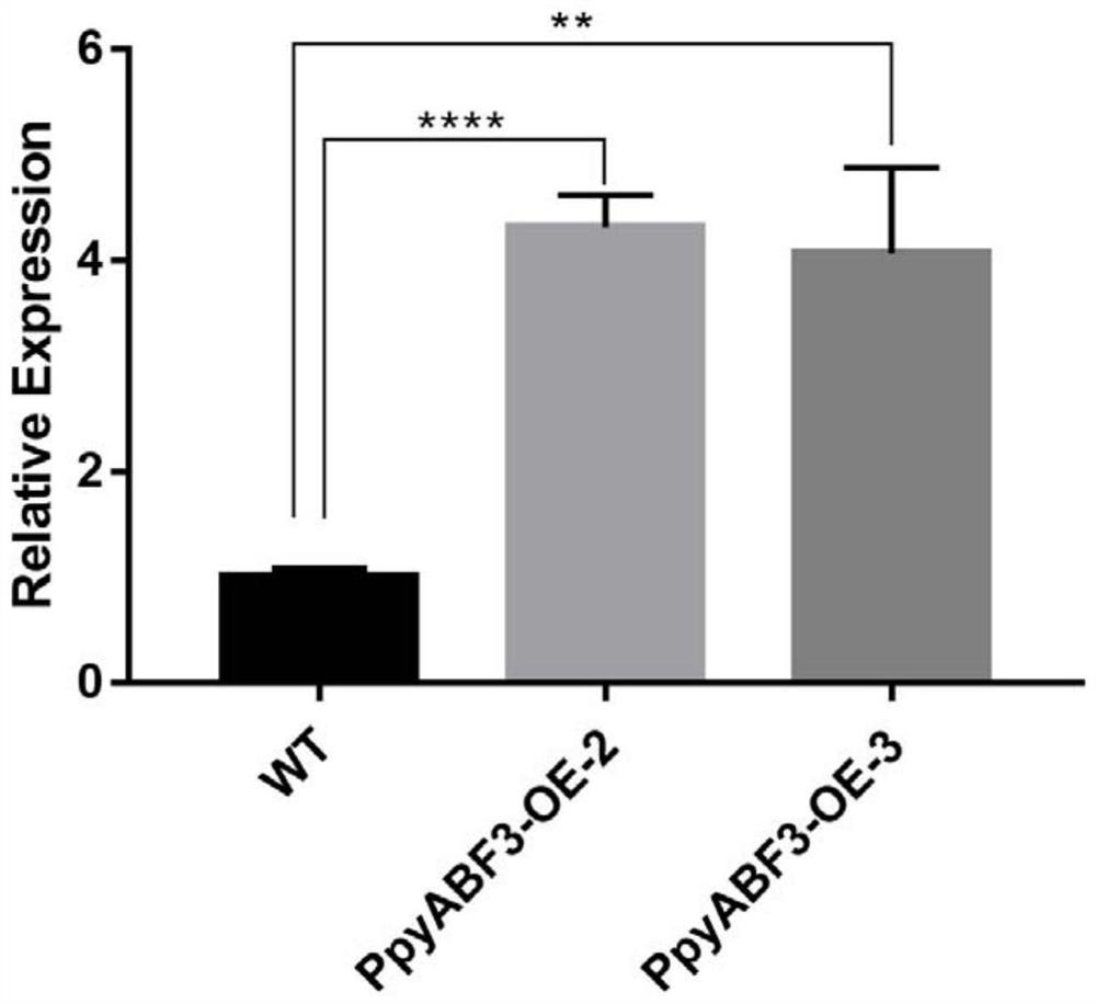 Application of PpyABF3 gene in regulating and controlling salt stress resistance of pear tree