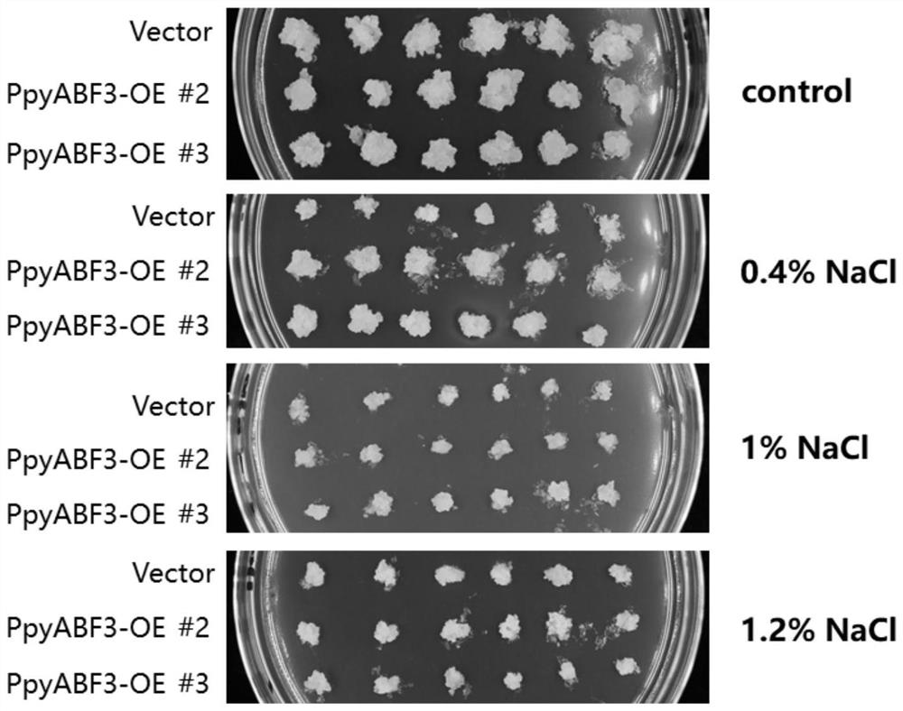 Application of PpyABF3 gene in regulating and controlling salt stress resistance of pear tree