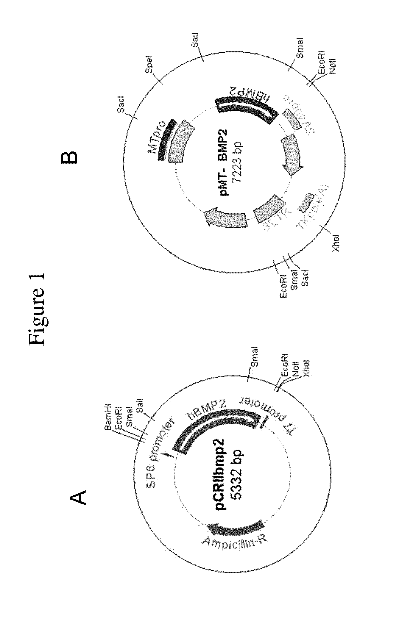 Method for healing bone fracture using transfected chondrocytes