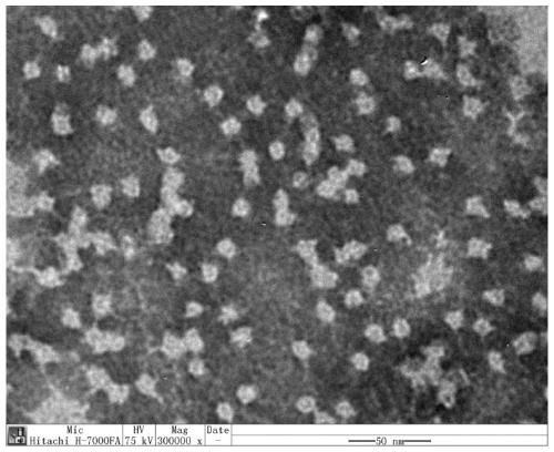 Application of zearalenone lactone hydrolase RmZHD in degradation of macrolide antibiotics