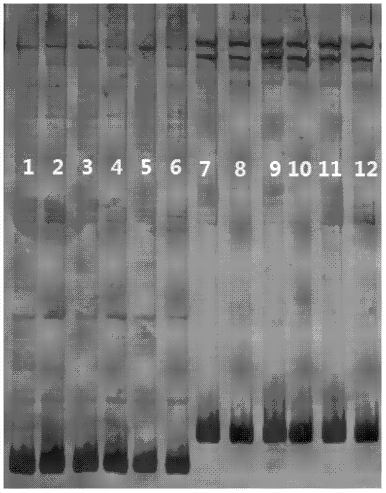 Specific primers and typing method of class I mhc gene for detection of anti-virus potential of Chinese alligator