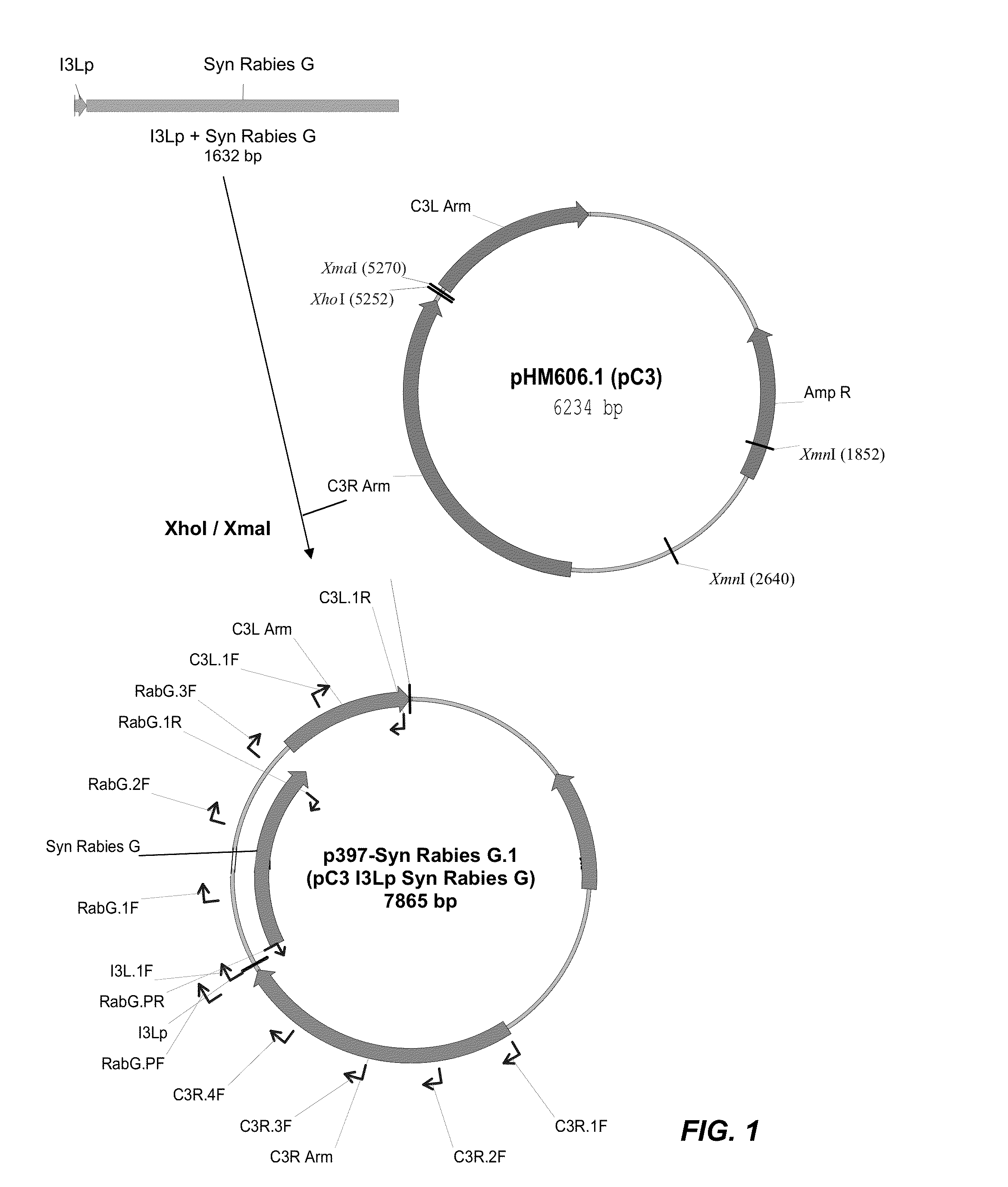 Recombinant Poxviral Vectors Expressing both Rabies and OX40 Proteins, and Vaccines Made Therefrom