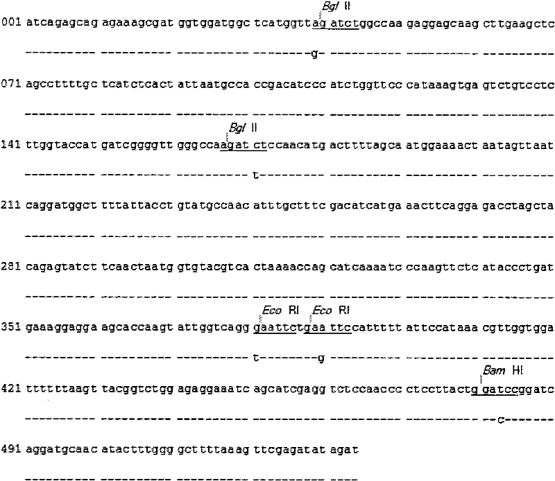 Receptor activator of nuclear factor kappa B ligand (RANKL)-HBaAg expression constructing object, yeast, manufacture method as well as application