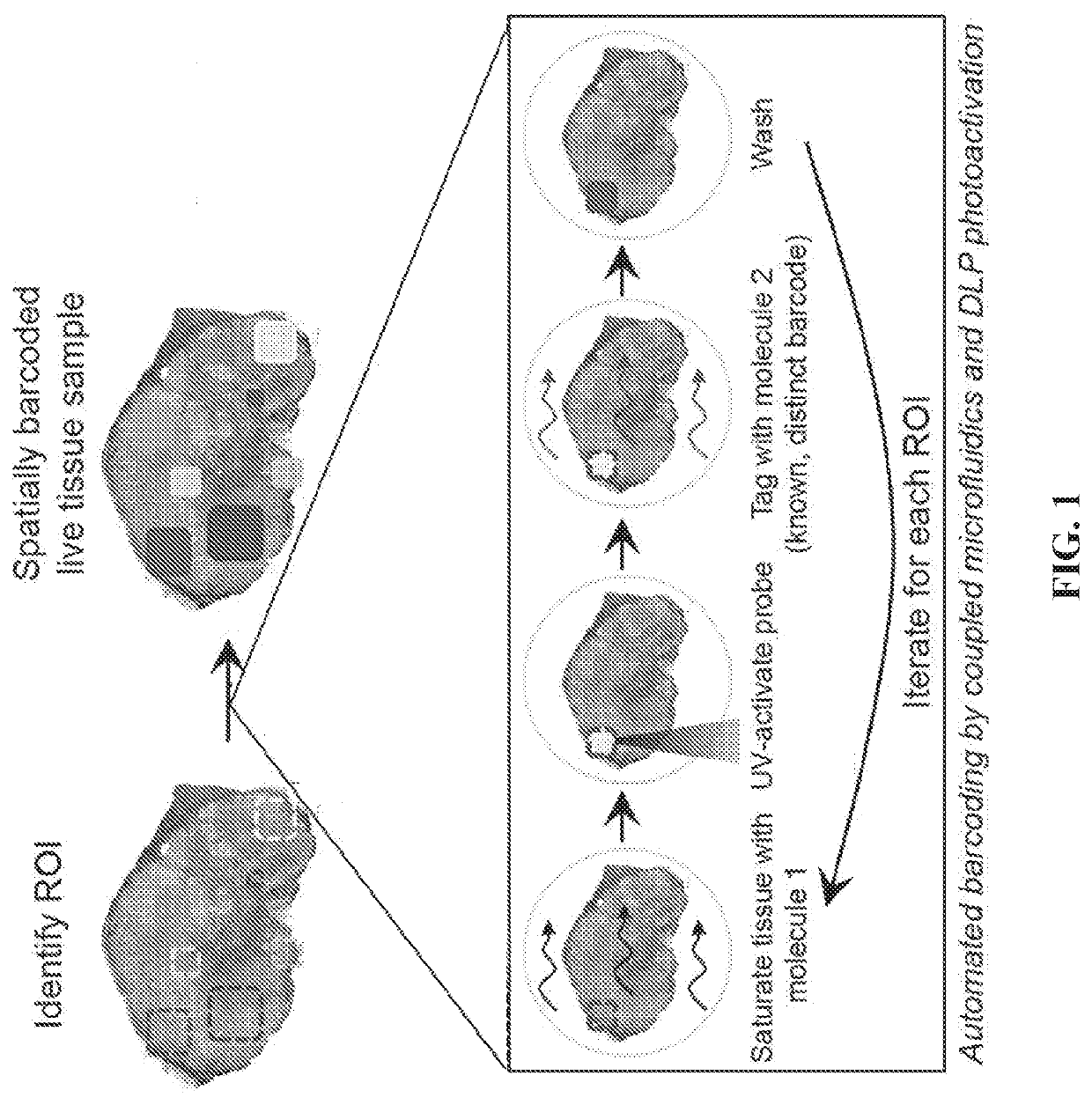 Methods for identifying and modulating co-occurant cellular phenotypes