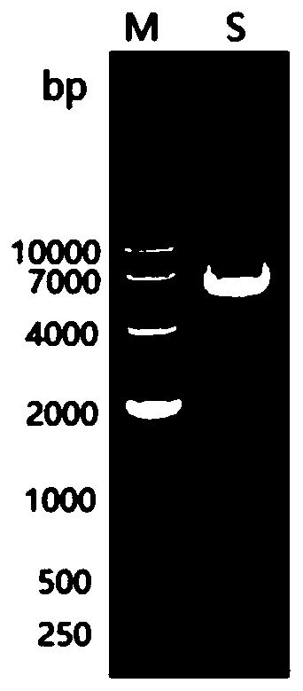 CNT (carbon nano tube)-loaded nucleic acid vaccine based on KHV (Koi herpesvirus) ORF149 and application