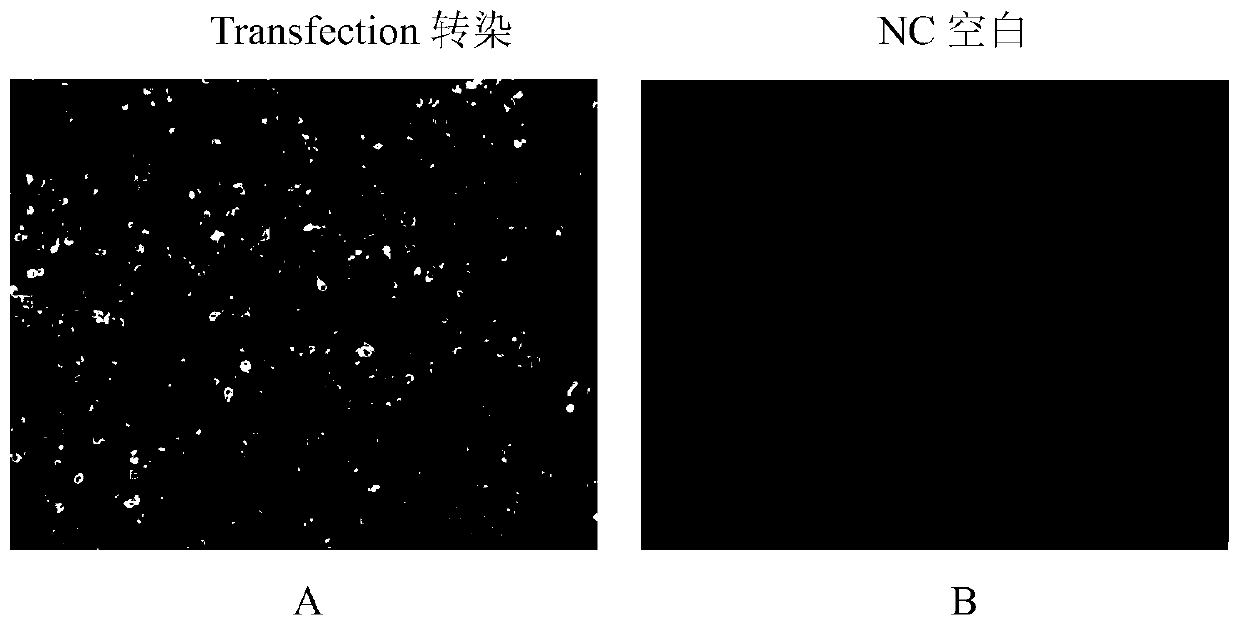 CNT (carbon nano tube)-loaded nucleic acid vaccine based on KHV (Koi herpesvirus) ORF149 and application