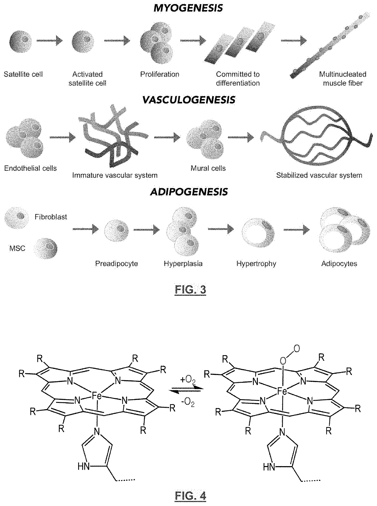 Animal cell lines for foods containing cultured animal cells