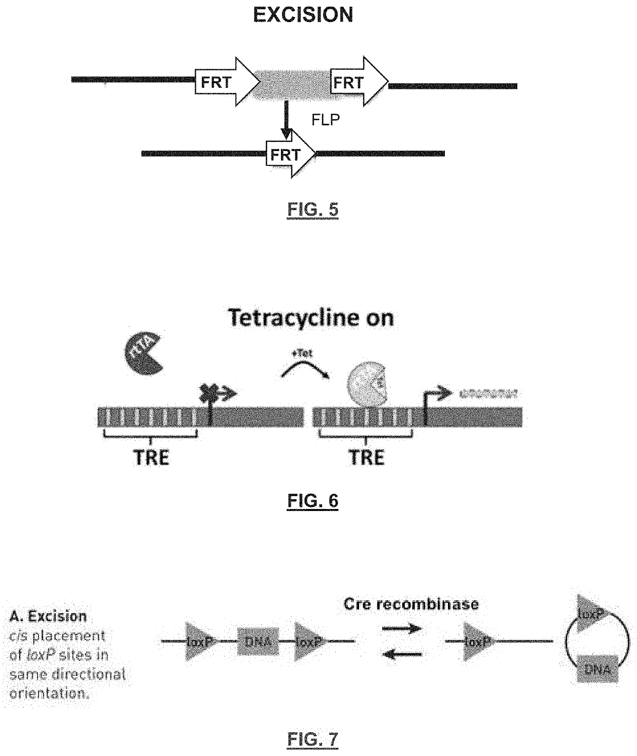 Animal cell lines for foods containing cultured animal cells