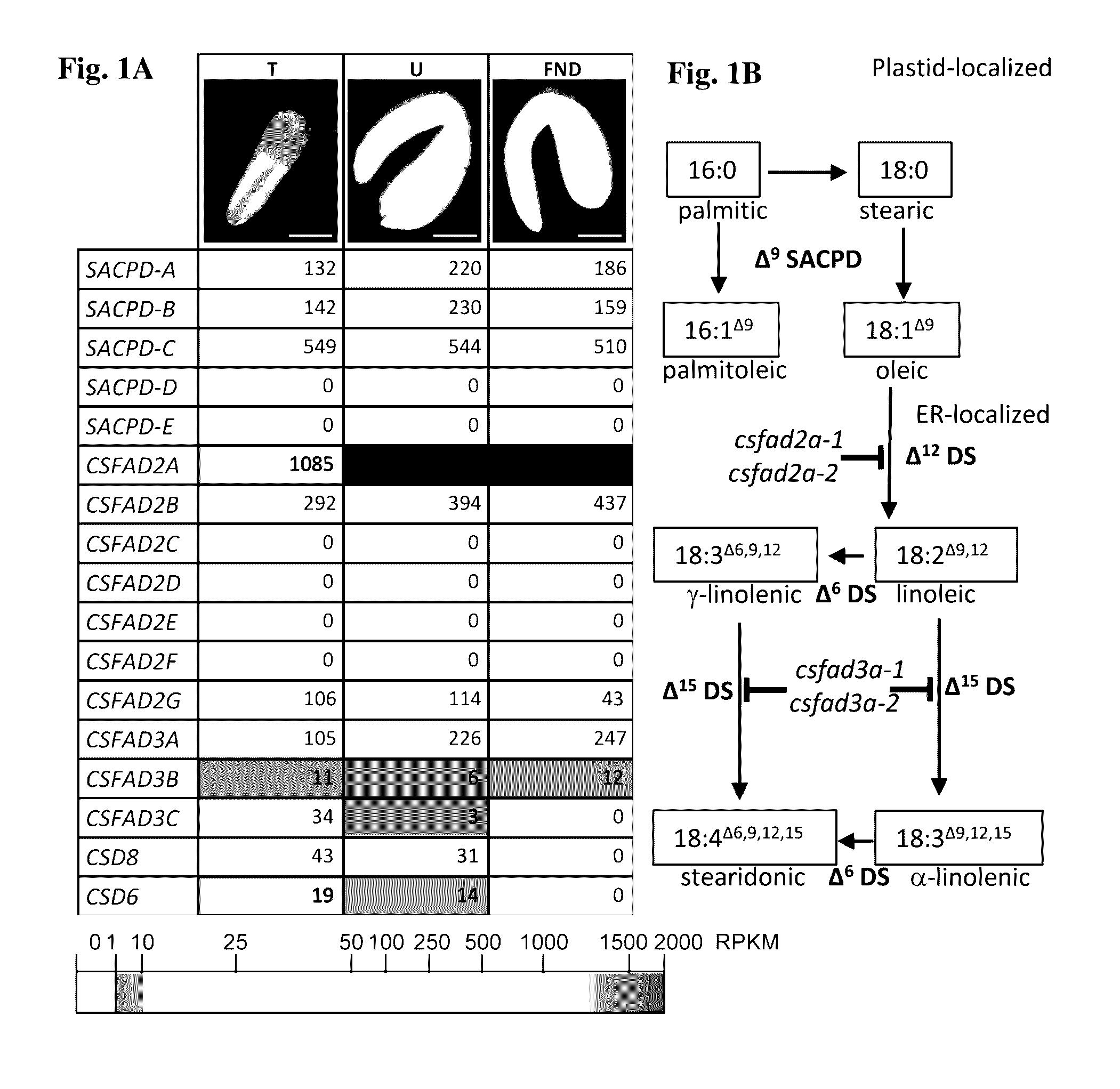 Desaturase nucleic acids and polypeptides