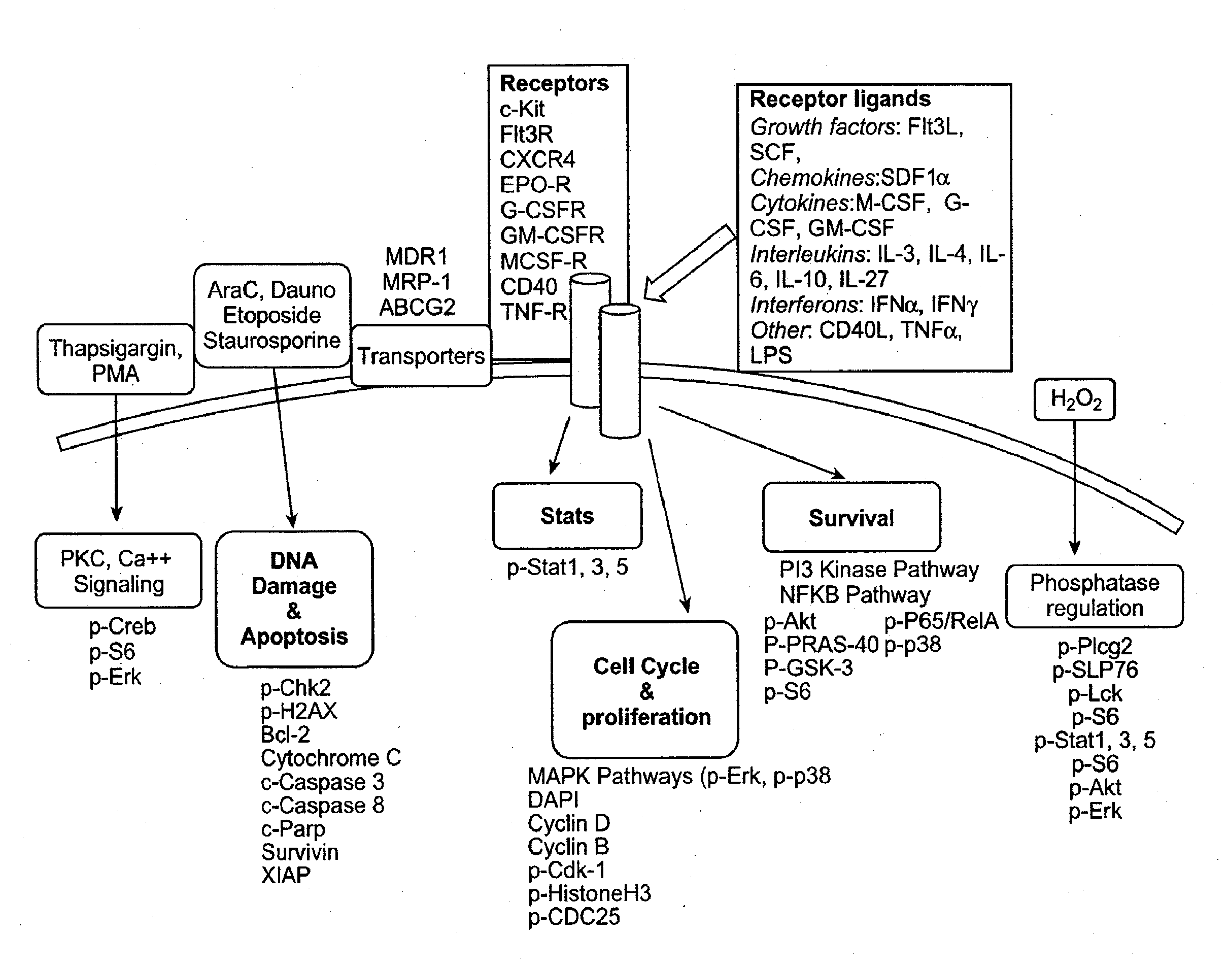 Methods for diagnosis, prognosis and methods of treatment