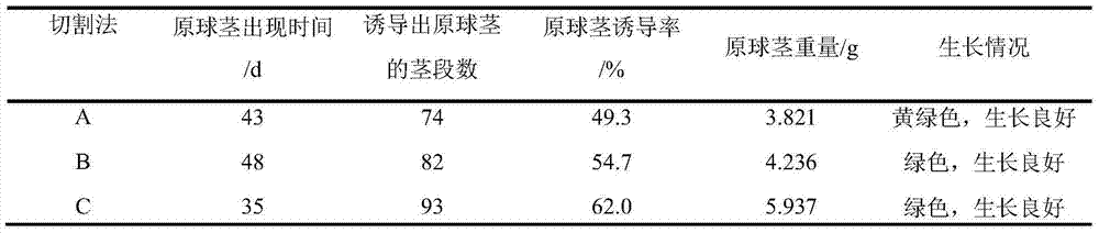 Nutrient solution and method for applying nutrient solution to stem tissue-cultured seedling of dendrobium officinale