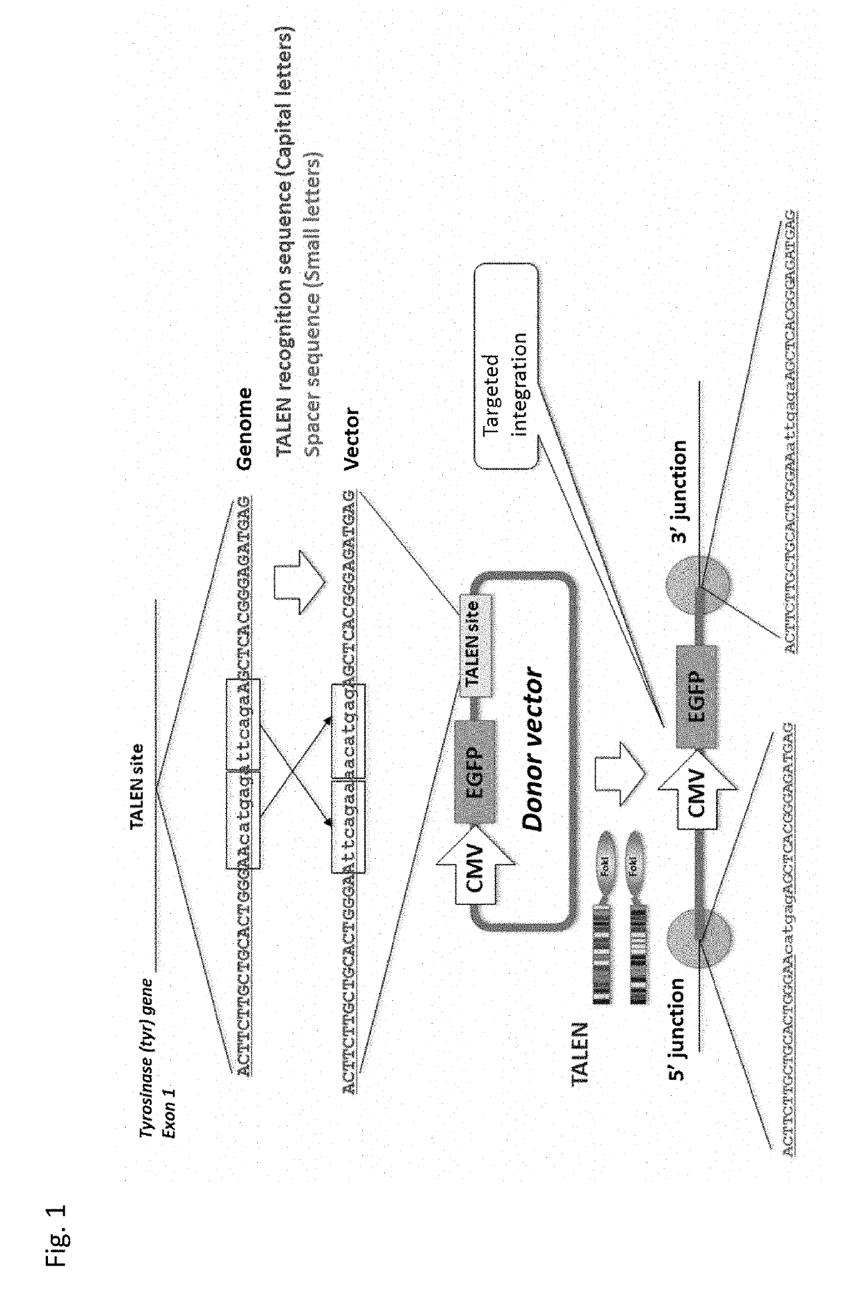 Vector for Nucleic Acid Insertion