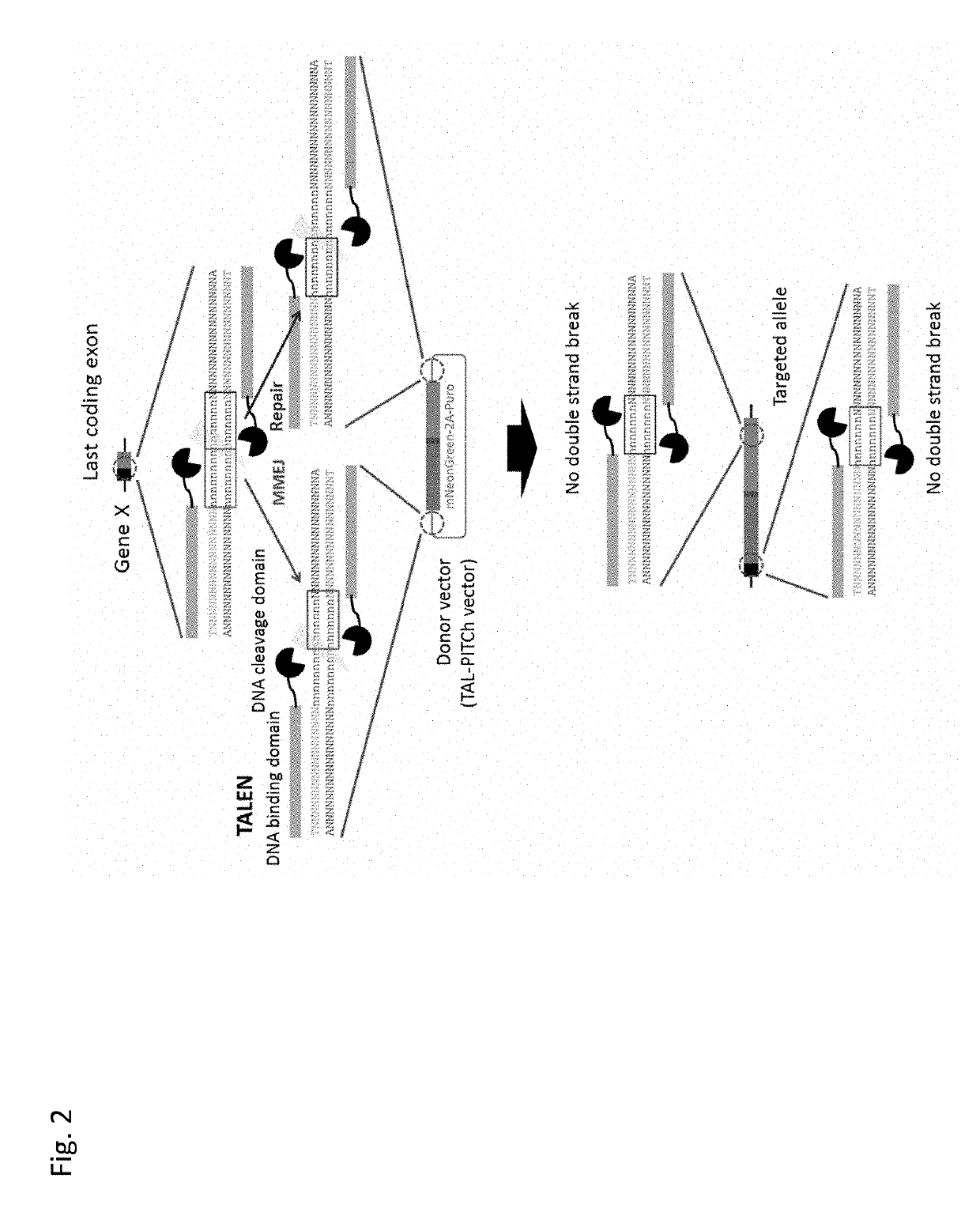 Vector for Nucleic Acid Insertion