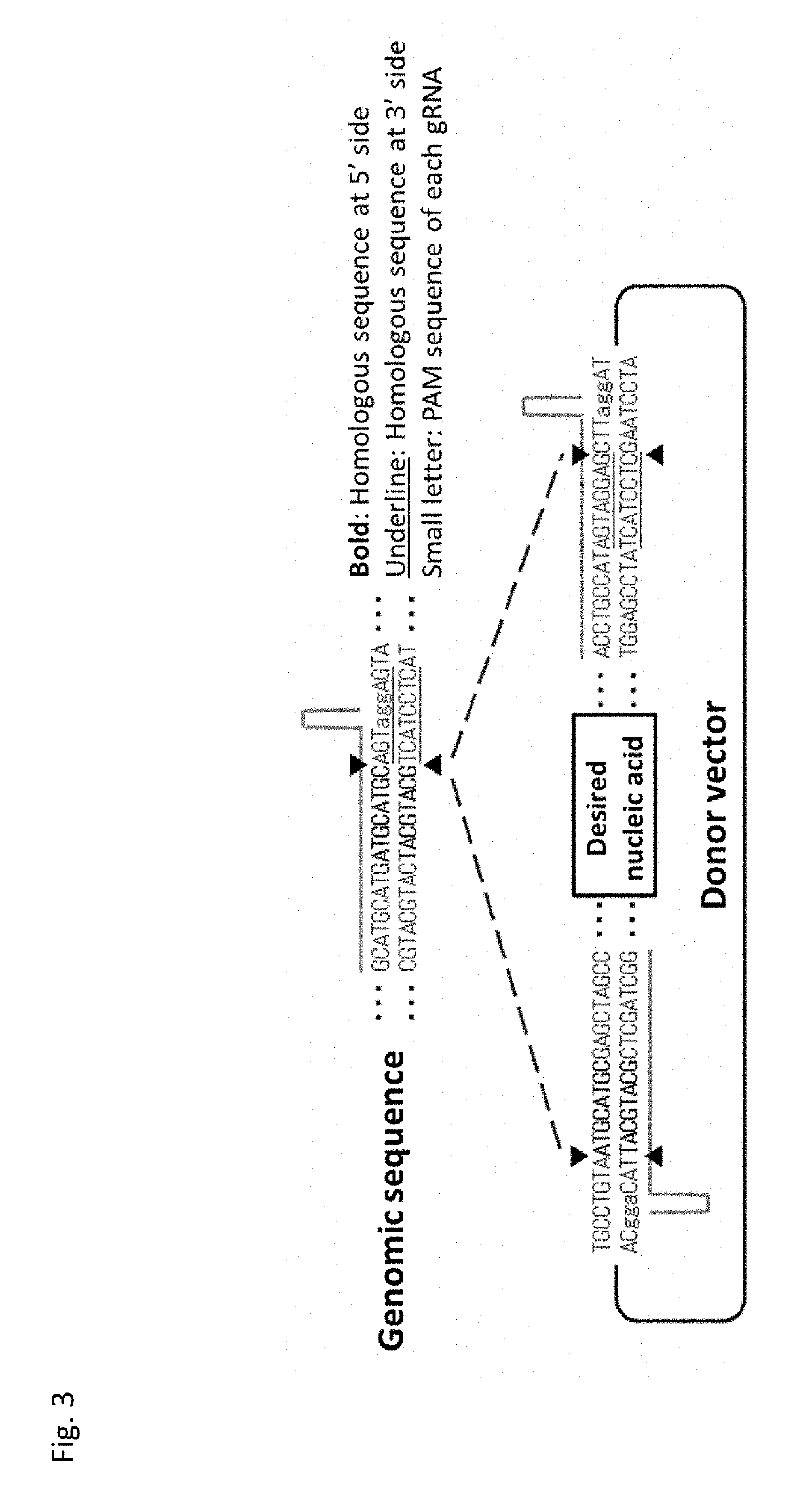 Vector for Nucleic Acid Insertion