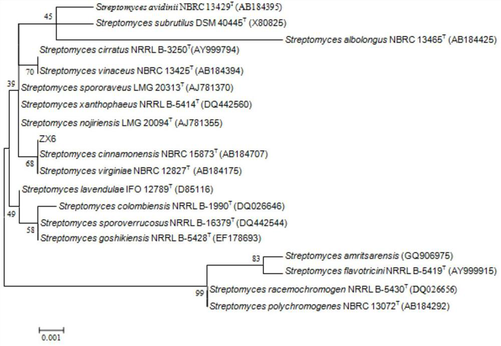 A strain of Streptomyces cinnamon zx6 for controlling sunflower sclerotinia and its application