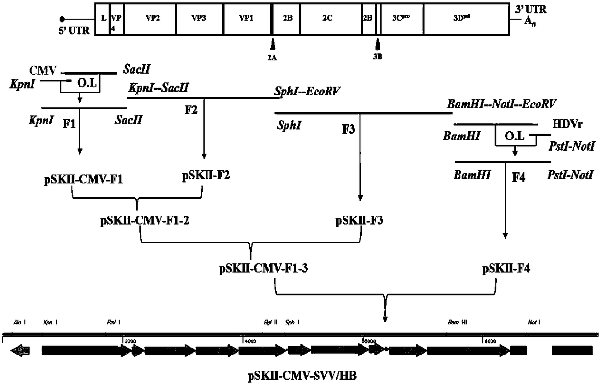 Seneca Valley virus recombinant plasmid and Seneca Valley virus recombinant virus, and construction methods thereof