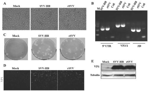 Seneca Valley virus recombinant plasmid and Seneca Valley virus recombinant virus, and construction methods thereof