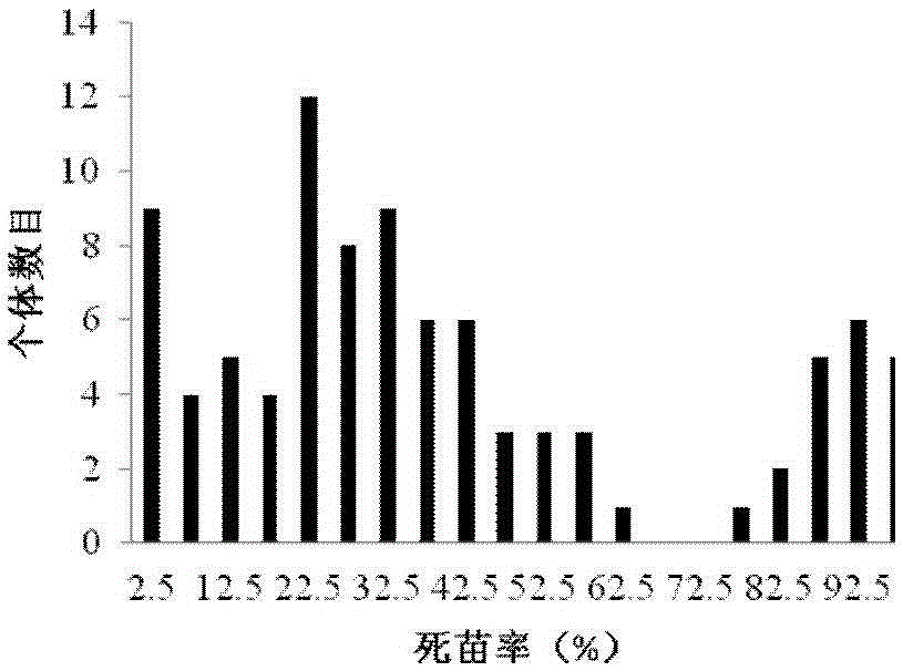 InDel molecular marker for identifying watermelon fusarium wilt and primer and application thereof