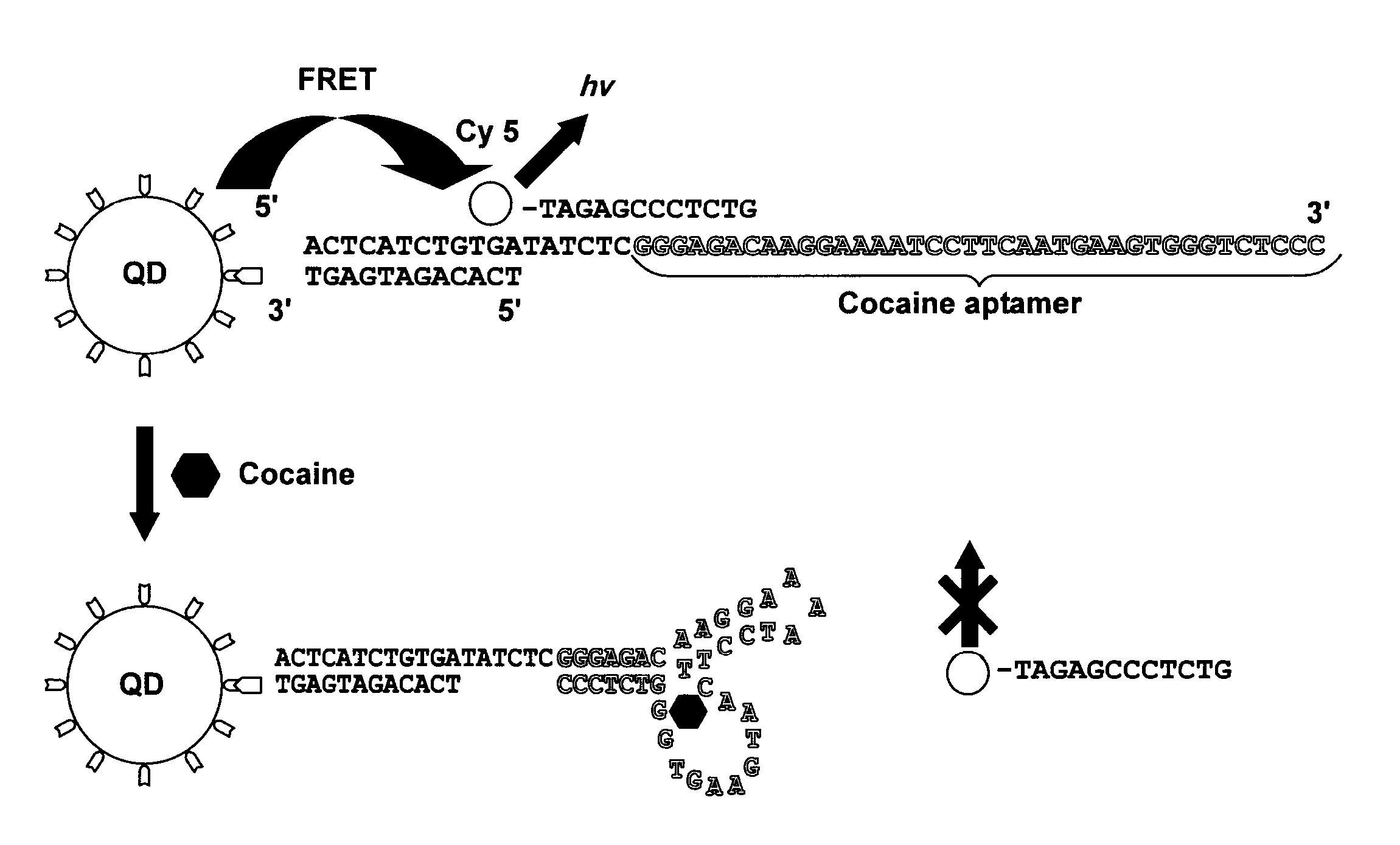 Single quantum-dot based aptameric nanosensors