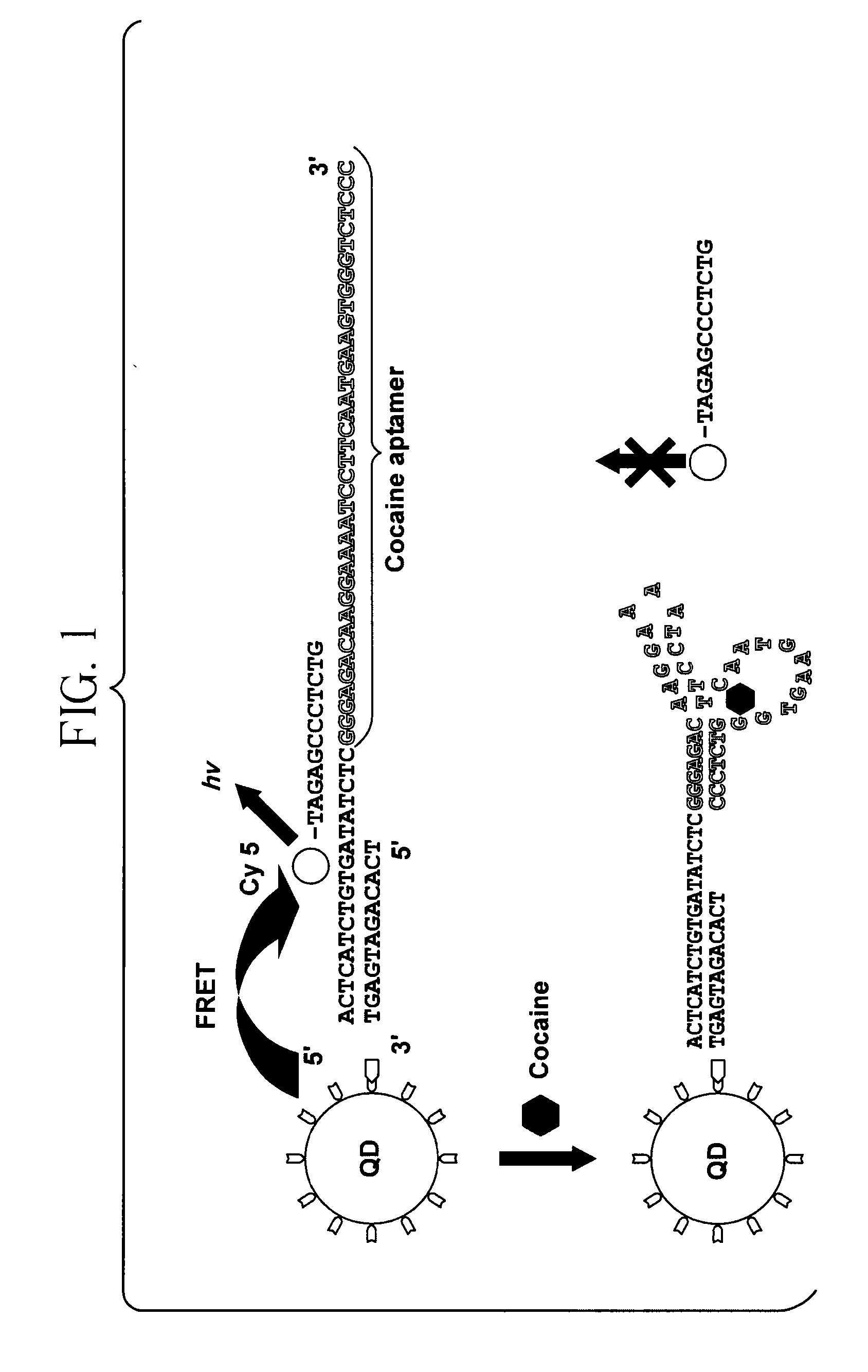 Single quantum-dot based aptameric nanosensors