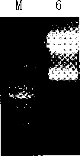 Active segment of HER2/neu with Herstatin interaction, coding gene and application thereof