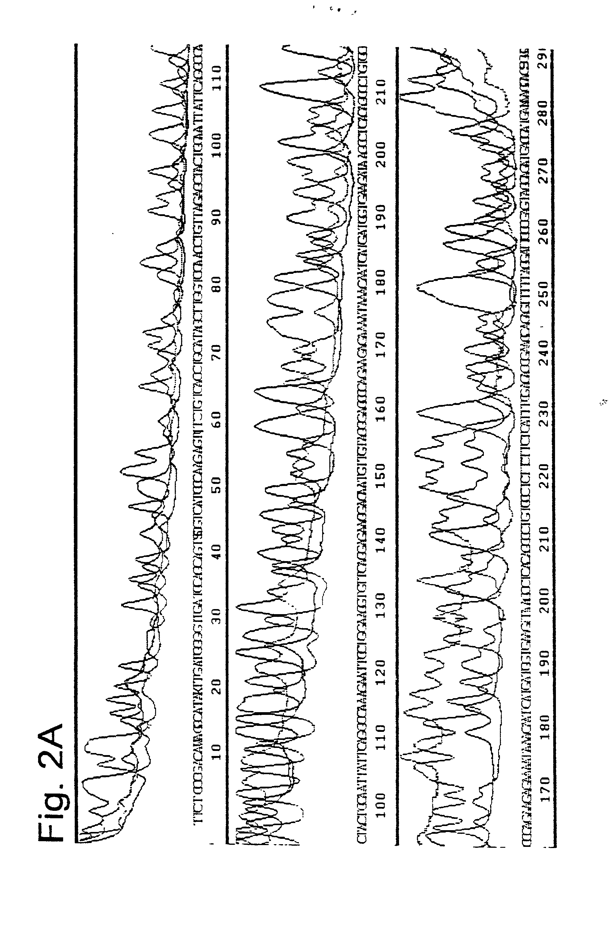 Method for the uncoupled, direct, exponential amplification and sequencing of DNA molecules with the addition of a second thermostable DNA polymerase and its application