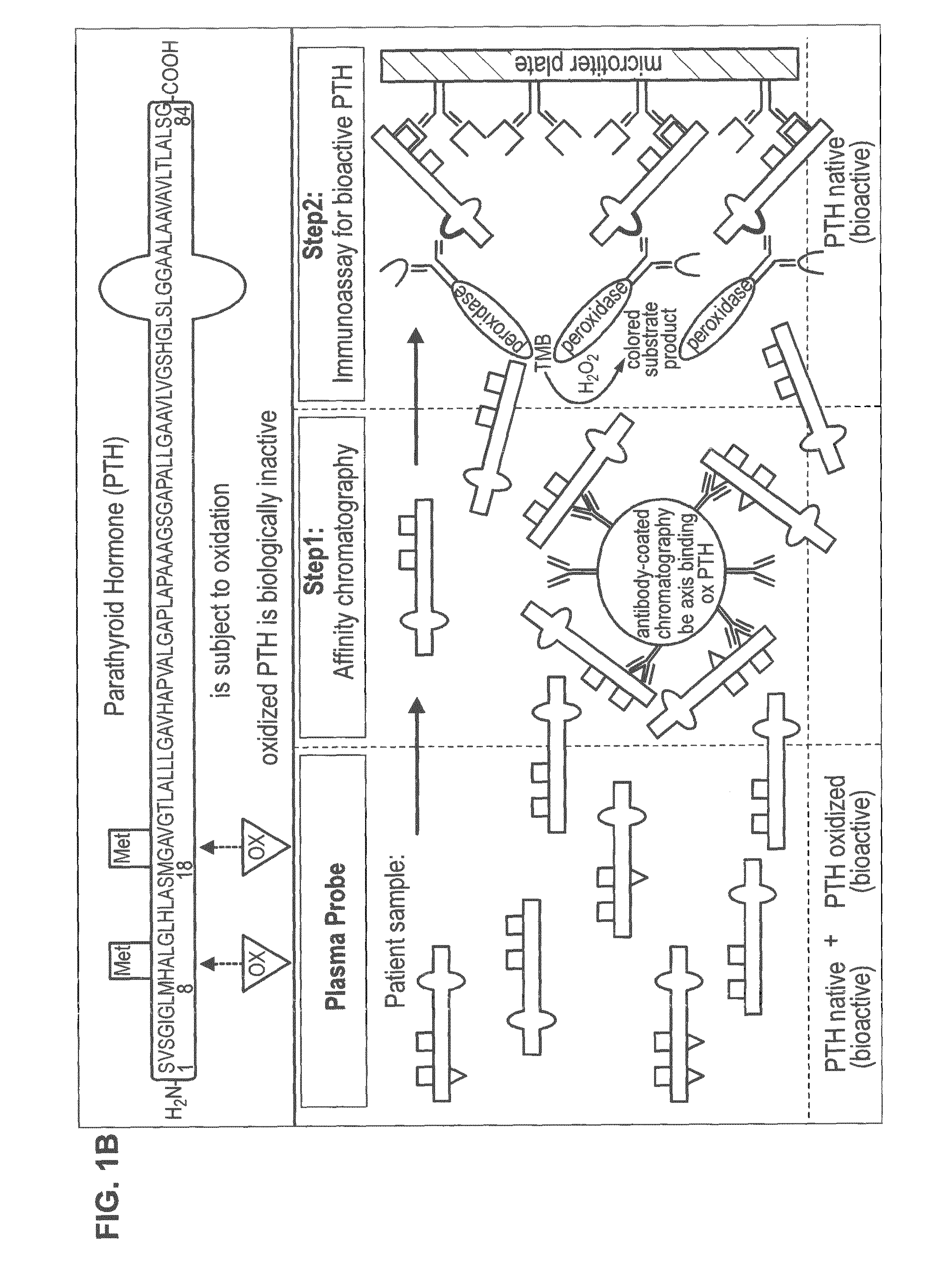 Means and methods of measuring parathyroid hormone in patients suffering from oxidative stress