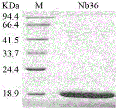 Anti-CTLA-4 nano antibody Nb91 and preparation method and application thereof