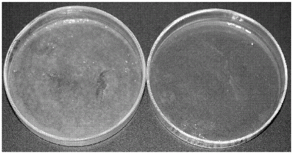 Visible light response nano TiO2 and preparation method for self-cleaned ceramic coating film containing same