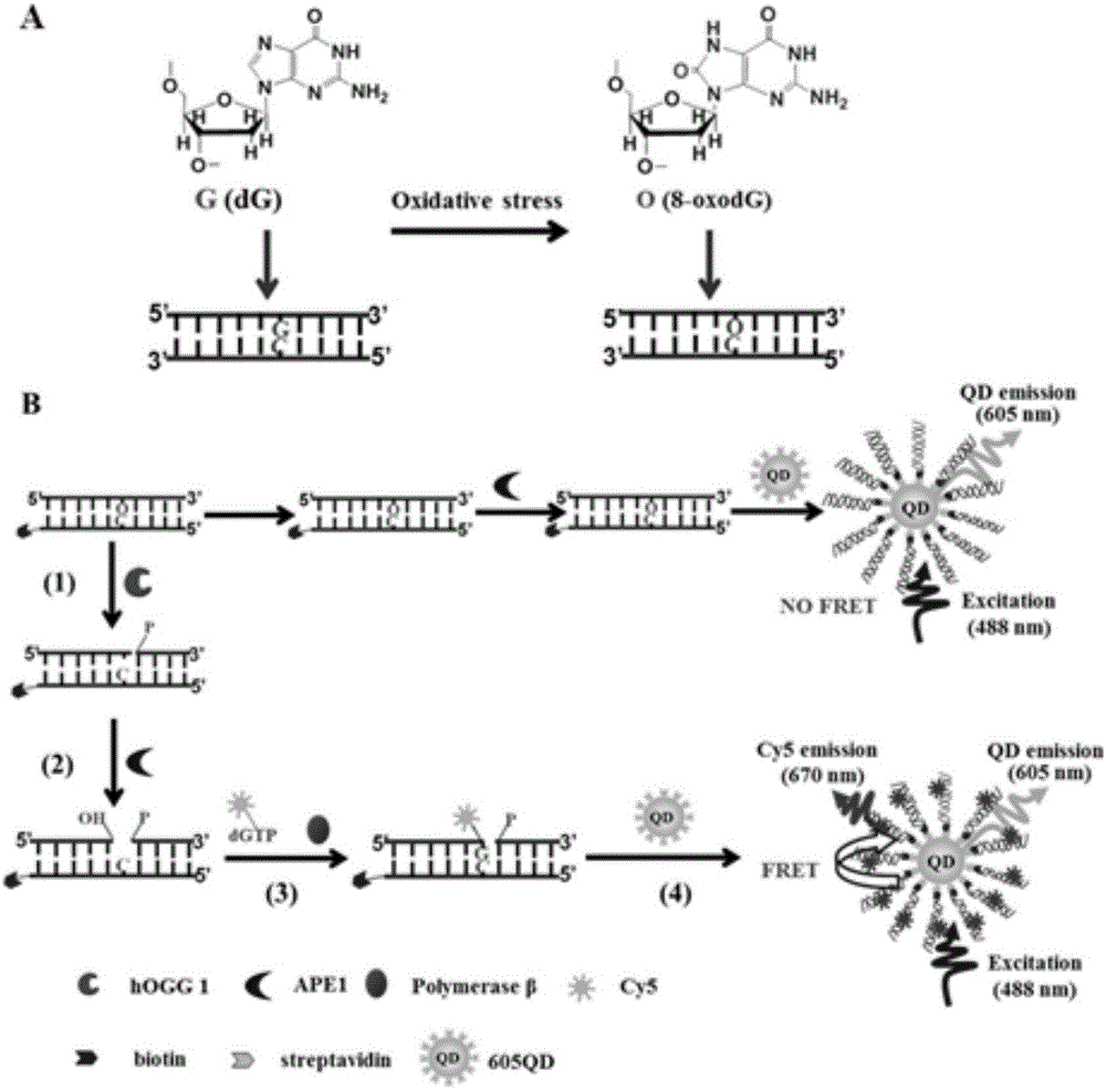 Method for detecting DNA (deoxyribonucleic acid) glycosylase activity on basis of single quantum dot level